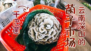 雲南農村鎮上的野生蘑菇交易市場，有的野生菌能賣到1200一斤