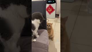 猫同士の喧嘩が可愛すぎた #shorts #猫