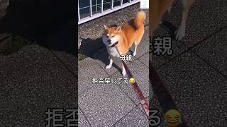 拒否柴してる母親を待つ子供たち🤭　#柴犬　#柴犬のいる暮らし #多頭飼い #犬　#shorts