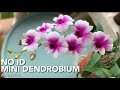 #GVOS2020 NO ID MINI DENDROBIUM