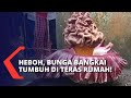 Heboh & Ramai Dikunjungi, Bunga Bangkai Tumbuh di Pekarangan Rumah Warga Cianjur Jawa Barat!