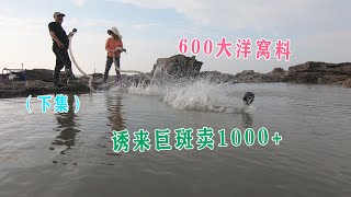 （下集）600大洋窝料撒500平长龙坑，密密麻麻的大货，光一条巨斑就卖1000