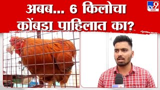 Satara | 6 किलोचा बाहुबली कोंबडा पाहिलात का? लोणंदच्या शरद कृषी महोत्सवात नागरिकांची गर्दी | tv9