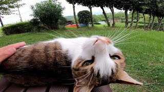 ベンチに野良猫が寝ていたので隣に座ってナデナデしてみた