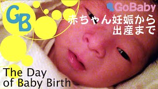 【誕生の神秘】赤ちゃん妊娠から出産までω The Day of Baby Birth エコー 胎動 出産ビデオ GoBaby ベビちゃんねる 赤ちゃん成長記録動画 もっちゃん動画