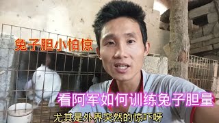 都说兔子胆小怕惊，看阿军怎么训练的，进狗进猫都影响不了它们