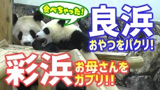 良浜🐼🌹はおやつをパクリ!彩浜🐼🌈お母さんをガブリ!  ジャイアントパンダ アドベンチャーワールド ぱんだふる動画 AnimalVideo Giantpanda Adventure World