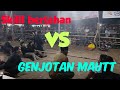 Tarik tambang krengih - SENGET Curah Dukuh (Win) VS BUAYA DARAT Orobulu