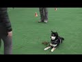 20130327柴犬クールの誘惑のオビ練習