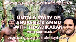 யானை ஒரு நாளைக்கு இவ்வளவு சாப்பிடுமா|Elephants Diet &Untold Story|அனுபமா ஒரு குழந்தை விளக்கும் பாகன்