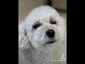 トイプードル cute 可愛い 犬のいる生活 お正月 toypoodle