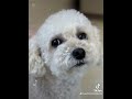 トイプードル cute 可愛い 犬のいる生活 お正月 toypoodle