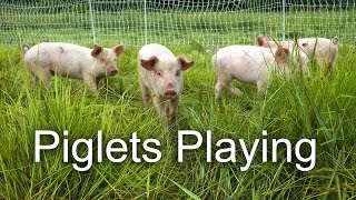 Pastured Piglets Playing
