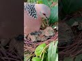 the dove and her babies birds nature youtubeshorts