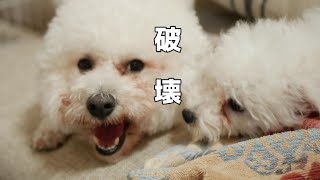 多頭飼いのノーズワーク大失敗/知的な遊びには程遠い【犬と暮らしのVlog】Bichon🐩Ｍusa\u0026kote