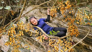 Harvesting forest fruits on cliffs to sell - Marinated in sugar, preserve fruit for a long time