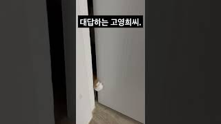 대답하고 방문여는 고양이? #사람을좋아하는고양이