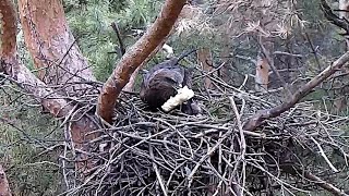 2020-04-14 07:37 Гнездо. Коршуны совместно благоустраивают гнездо. Nest. Construction continues.