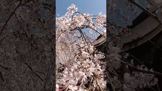 京都 毘沙門堂 しだれ桜 #beautiful #flower #cherryblossom