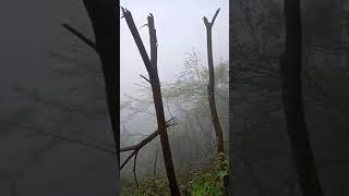 趕在天黑前上金龍山金龍寶頂，冒著山雨走在陡峭崎嶇山路，鳳山金龍太子宮爐下以人力肩扛玉皇大殿下金身