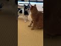 犬 猫 喧嘩