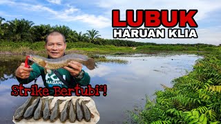 MENGGASAK DI LUBUK HARUAN KLIA || CASTING HARUAN DI LADANG SAWIT KLIA || STRIKE BERTUBI-TUBI.