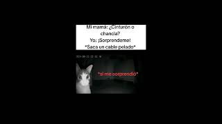 Sorpréndeme #memes #cat #humor