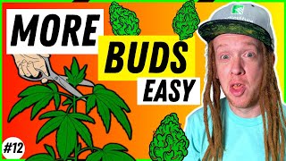 Grow More BIG Buds On Your First Try with Topping