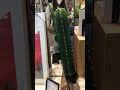 At Home Artificial Cactus ~Home Decor #shoppingvlog #cactus #athome!!