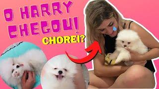 CHEGADA DO HARRY! MEU LULU DA POMERÂNIA