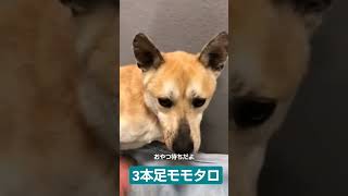 おやつ待ちの3本足モモタロ      【せとうちドッグパーク】 #里親探し #保護活動 #保護猫 #岡山 #ドッグラン #保護犬 #せとうち #ボランティア #おかやま  #譲渡会 #里親募集中