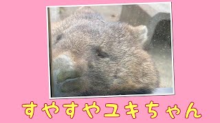 【wombat】すやすやユキちゃん☆(Take a nap)