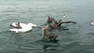 Wandering Albatross feeding and interacting DEPN Kaikoura 18 Feb 2020