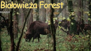 Exploring the Ancient Białowieża Forest: A Natural Wonder