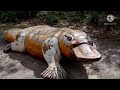 10 pretty cool platypus facts earthtopia live