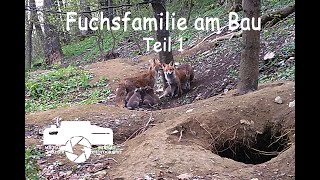 Fuchsfamilie am Bau Teil 1, Fuchs, Rotfuchs, Welpen, Füchse, Fuchsbau, Tierdoku, Naturdoku, Tierfilm