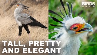 Secretary Bird: Killer Queens