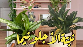 كيفية رعاية نبتة الأجلونيما Aglaonema Care