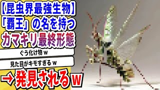 【2ch動物スレ】戦闘民族「カマキリ」攻撃にステを振り続けた結果→防御を捨てた最強フォルムを手に入れてしまうwwwww【なんj/にちゃん 面白いスレ】