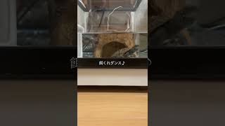 【クサガメ】餌くれダンス♪ #クサガメ月見