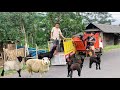 Muatan Kambing!! Pertama Kali Muatan Kambing Pake 2 Truk Sekaligus!!