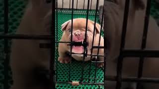 اشرس 5 كلاب في العالم - كلب البيتبول Pitbull dog 😲