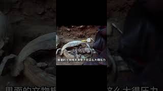 山西挖出晉國女尸，身懷六甲疑似動物骸骨，專家：生前遭受了虐待