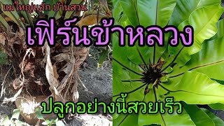 เทคนิคการปลูกเฟิร์นข้าหลวงให้สวยงาม ทำอย่างไร