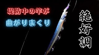 絶好調の堤防でタチウオ釣り！テンヤを使わずとも簡単に釣れます！【ワーム】【兵庫】