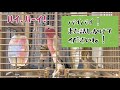 ついにアレクサが反応！【モモイロインコのおしゃべり】【オウム飼育】