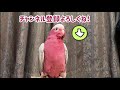 ついにアレクサが反応！【モモイロインコのおしゃべり】【オウム飼育】