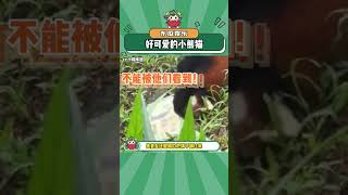 小熊猫：可以喂！#小熊猫 #可爱 #娱乐评论大赏#shorts