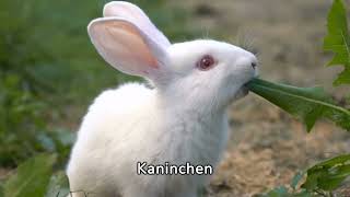 Was ist der Unterschied zwischen Kaninchen und Hasen #haustiere #kaninchen #hasen #kaninchenliebe