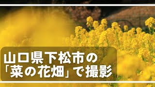 山口県下松市の「菜の花畑」で撮影